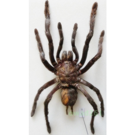 Haplopelma minax (Thorell, 1897) +145mm Thailand7f